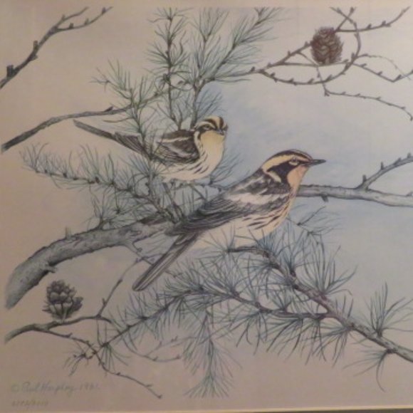 Blackburnian Warblers Paul Harpley Framed Birds Print 1989 (K373) - Picture 3 of 8